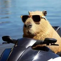 capybara meme 24