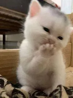 meme ngại 7