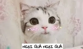 meme ngại 30