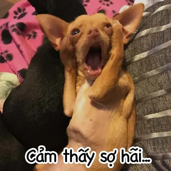 meme sợ hãi 23