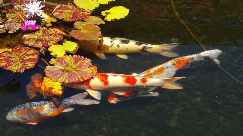 Hình nền cá koi trong hồ nước 4