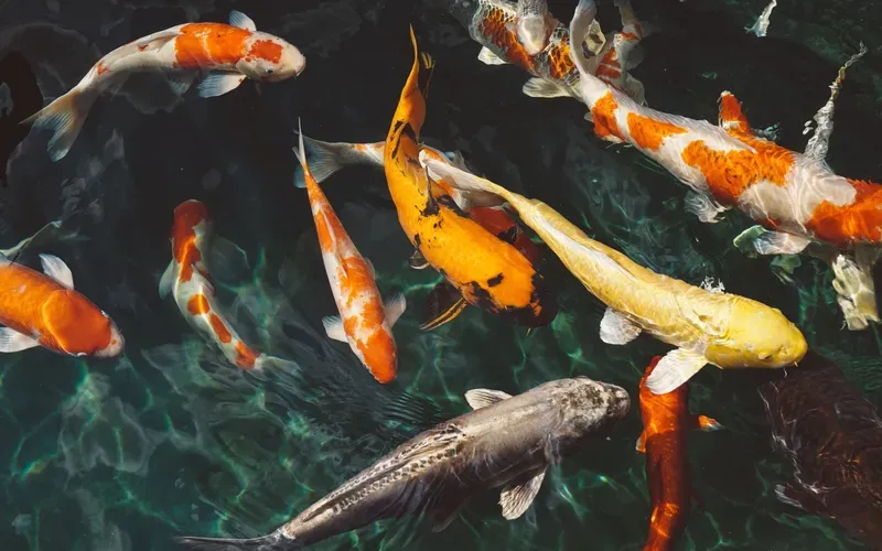 Hình nền cá koi trong hồ nước 6