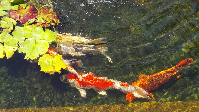 Hình nền cá koi trong hồ nước 8