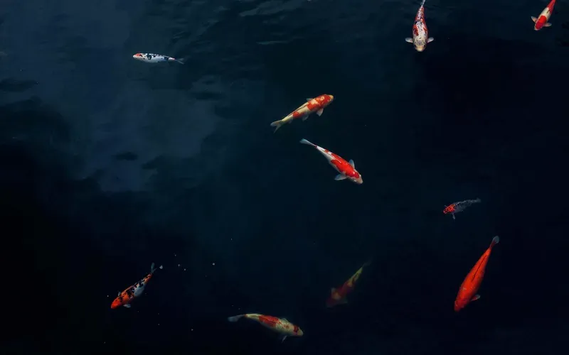 Hình nền cá koi trong hồ nước 17