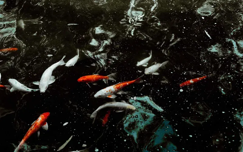 Hình nền cá koi trong hồ nước 18