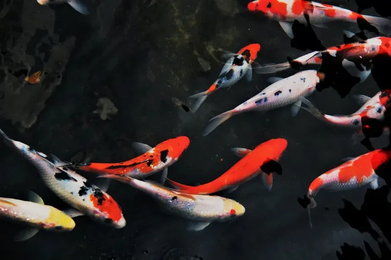 Hình nền cá koi trong hồ nước 20