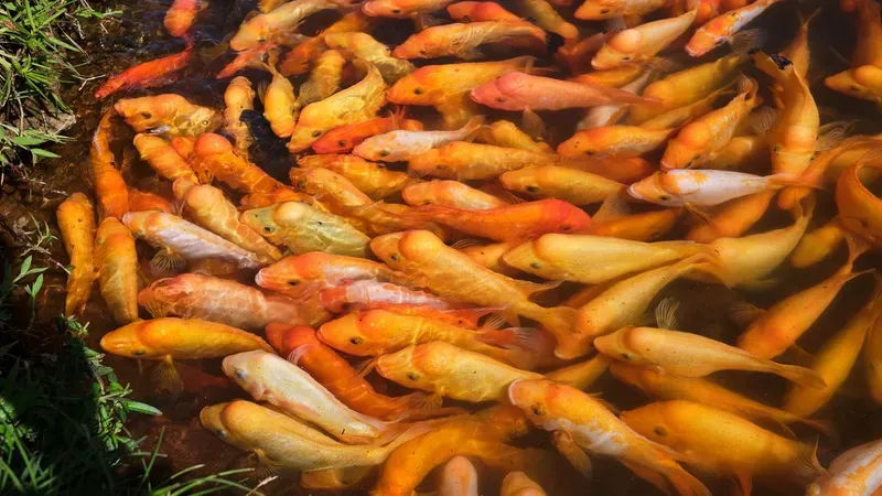 Hình nền cá koi trong hồ nước 33