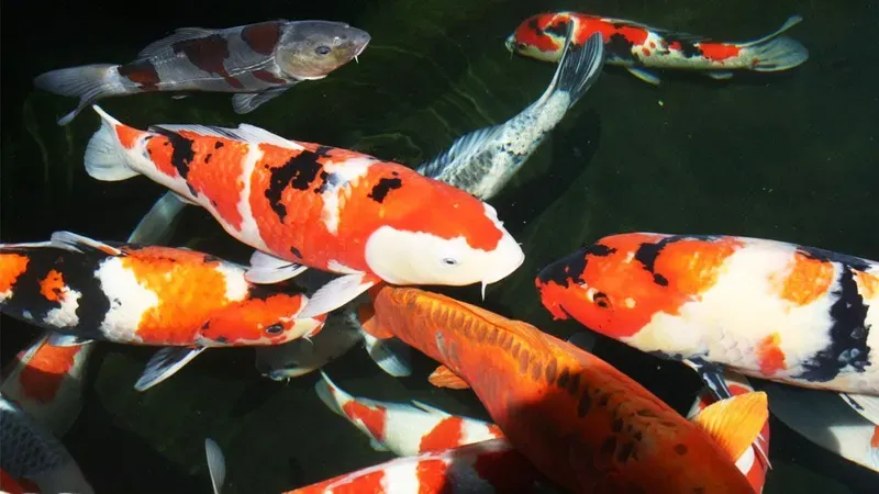 Hình nền cá koi trong hồ nước 35