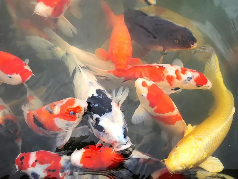 Hình nền cá koi trong hồ nước 40