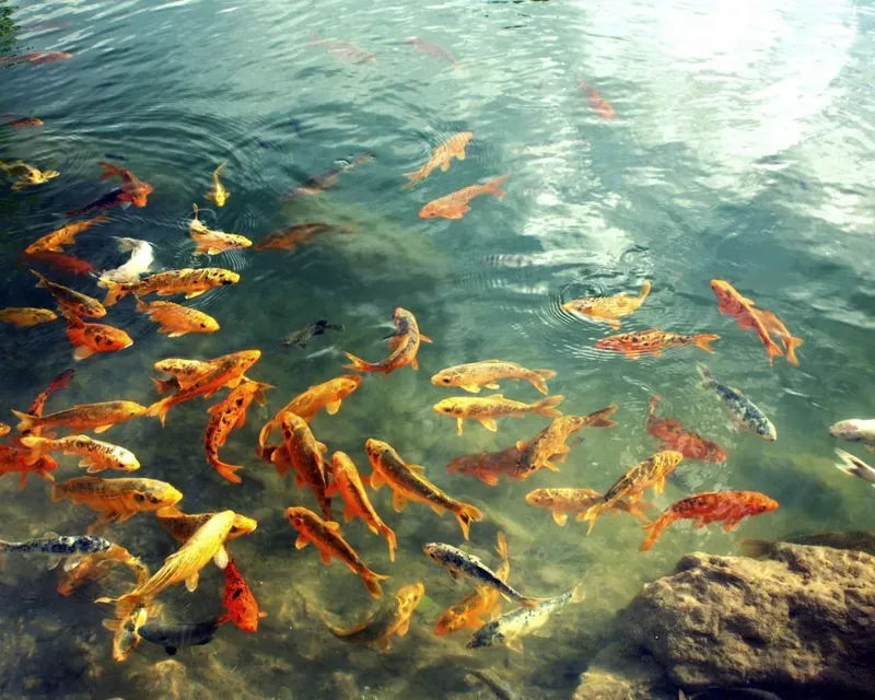 Hình nền cá koi trong hồ nước 41