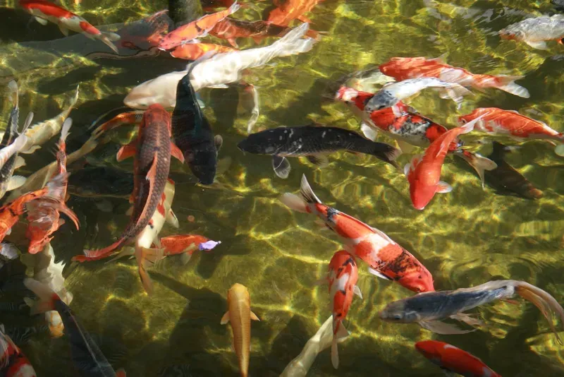 Hình nền cá koi trong hồ nước 45
