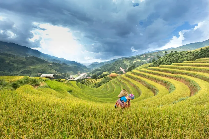 Hình nền cảnh đồng quê Việt Nam 11
