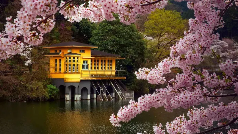 Hình nền hoa anh đào Nhật Bản 17
