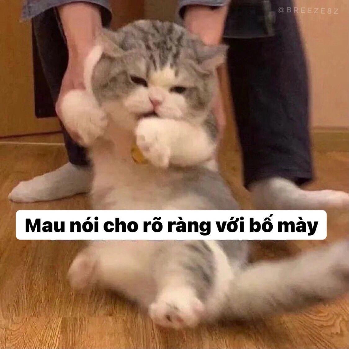 Cười nội thương với tuyển tập meme hài mèo bá đạo nhất quả đất