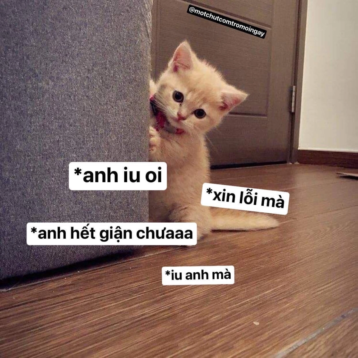 Hoàng thượng giá lâm với loạt biểu cảm mèo meme hài siêu lầy
