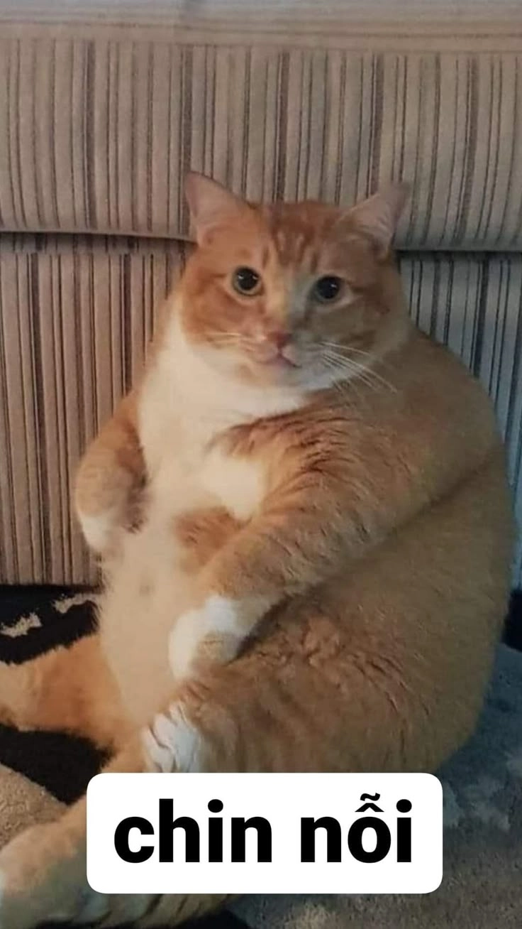 Xả stress cực mạnh cùng những tấm hình mèo meme hài khó đỡ