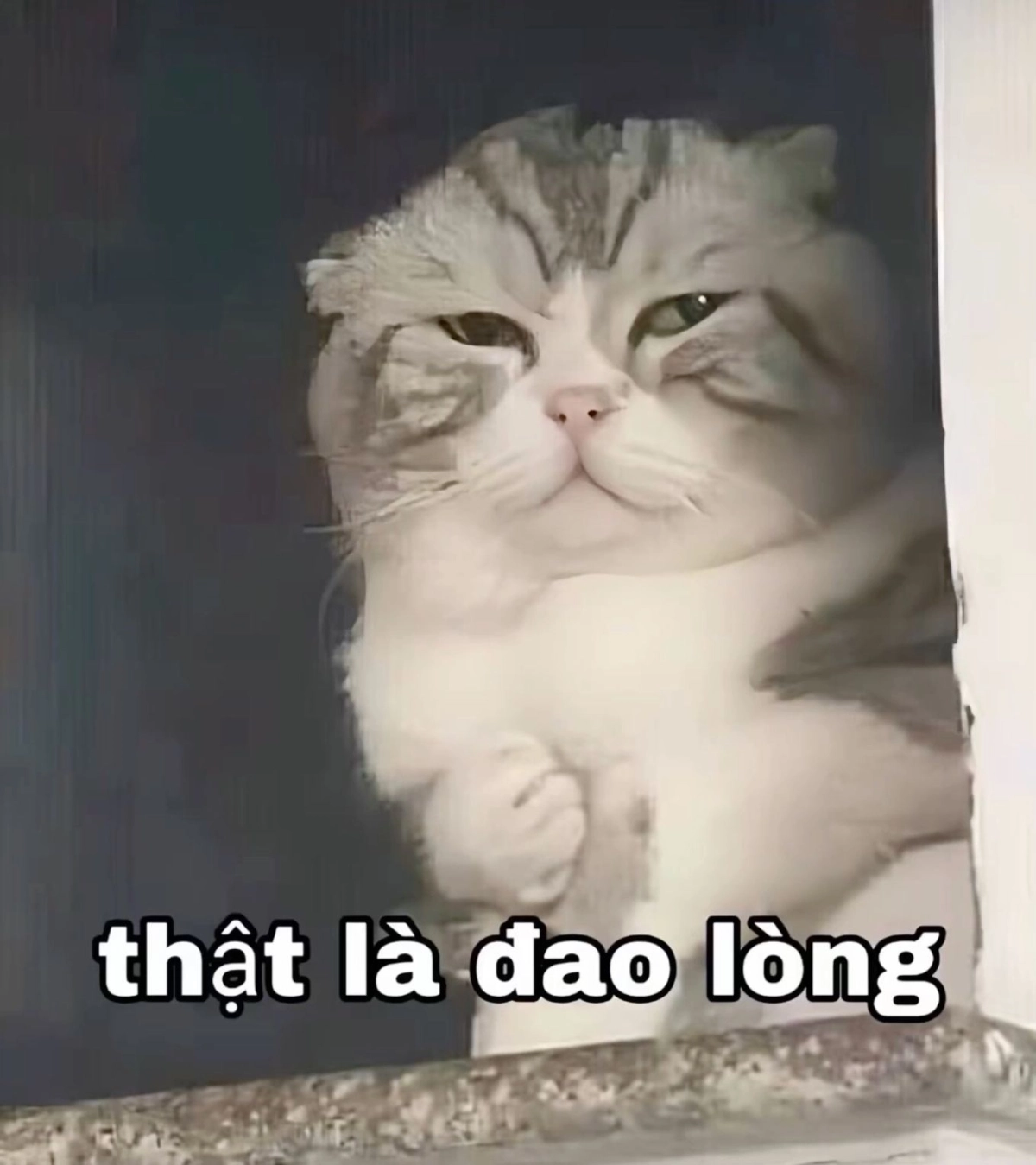 Lưu ngay về máy kho ảnh mèo meme hài để đi comment dạo