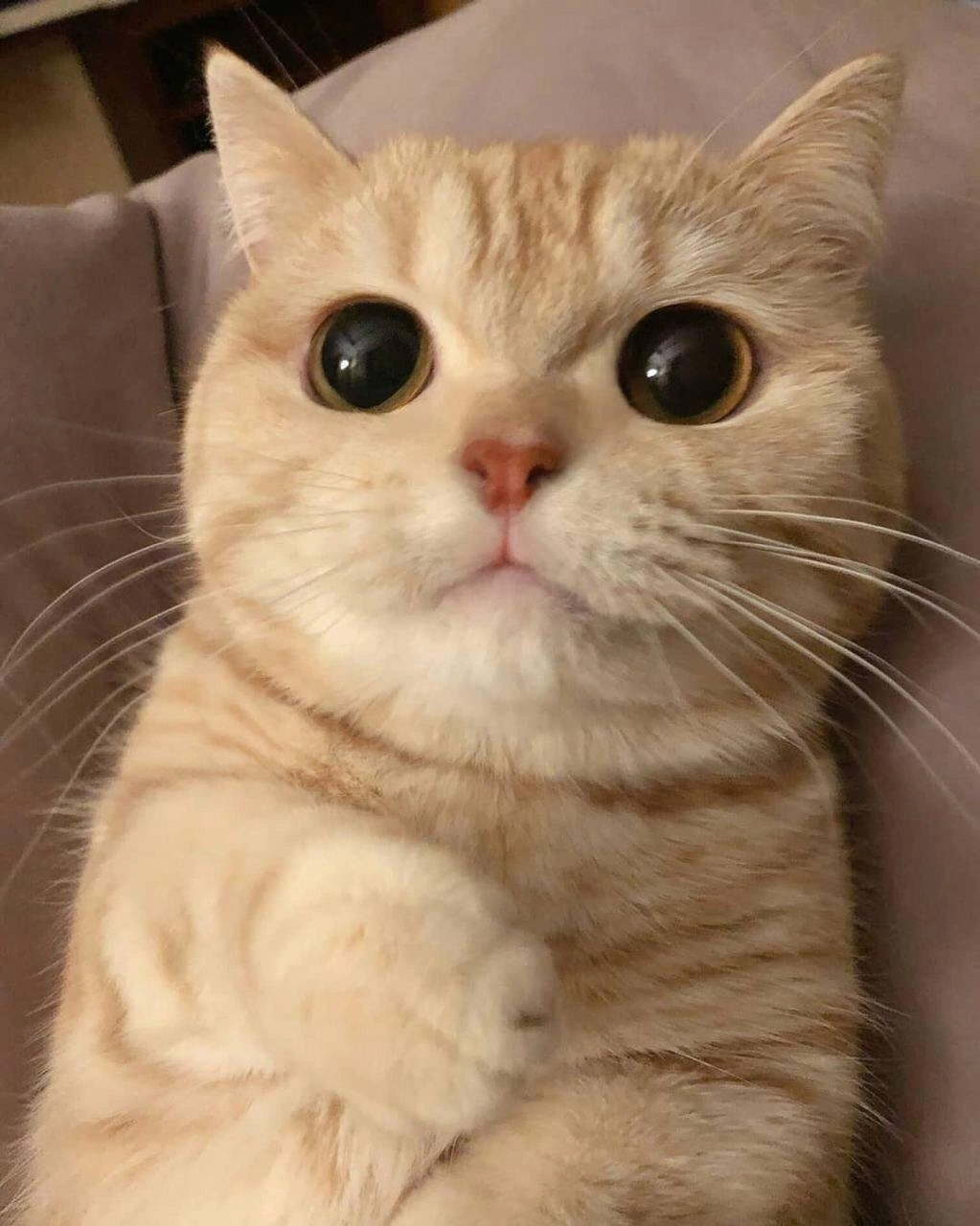 Tổng hợp những khoảnh khắc ảnh mèo meme hài hước nhất tuần qua