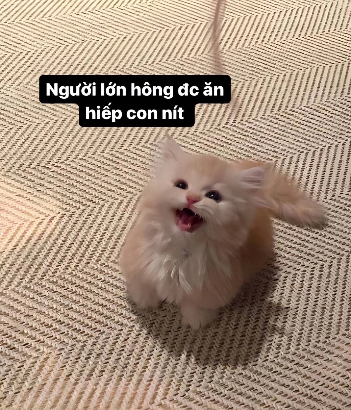 Những pha xử lý cồng kềnh tạo nên hình mèo meme hài kinh điển