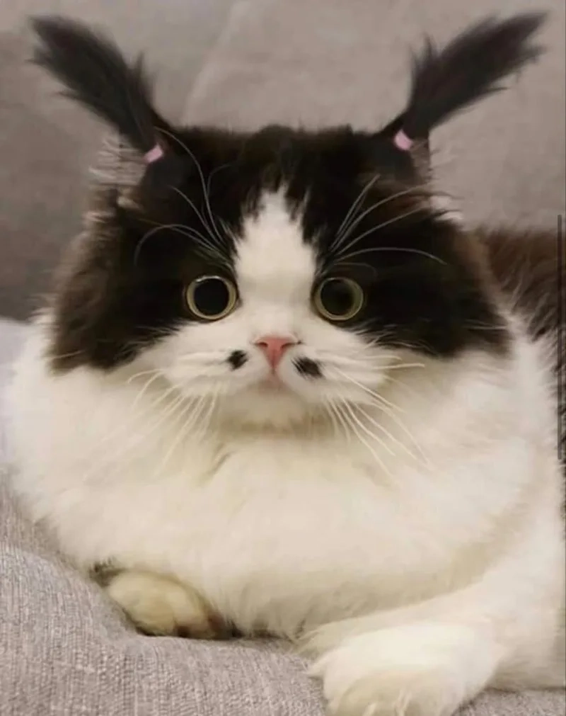 Thư giãn cuối tuần với series mèo meme hài cười ra nước mắt