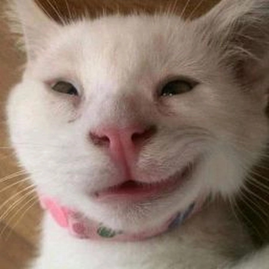 Sưu tầm những tấm mèo meme hài gốc chưa qua chỉnh sửa