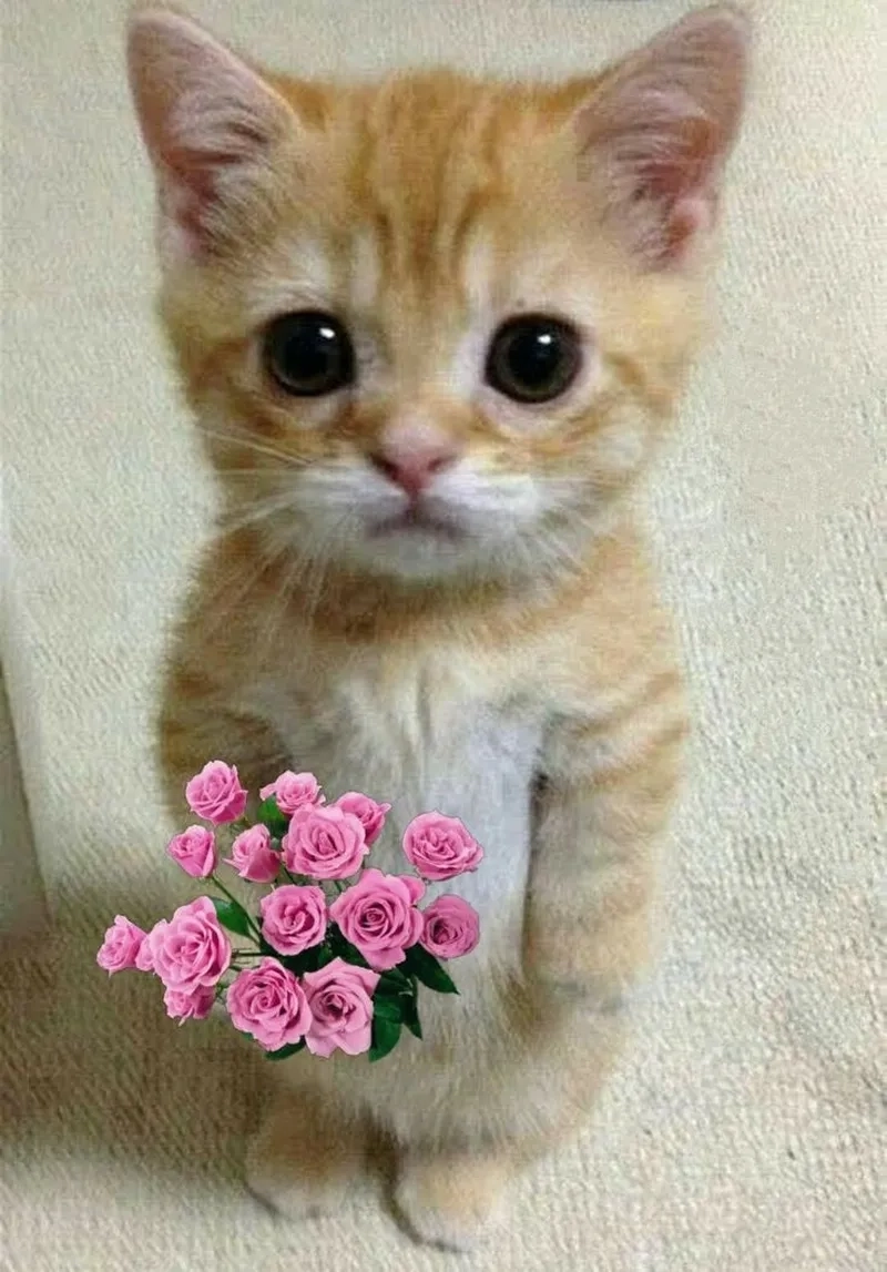 Lãng mạn nhưng vẫn lầy lội với meme mèo tặng hoa hồng đỏ thắm