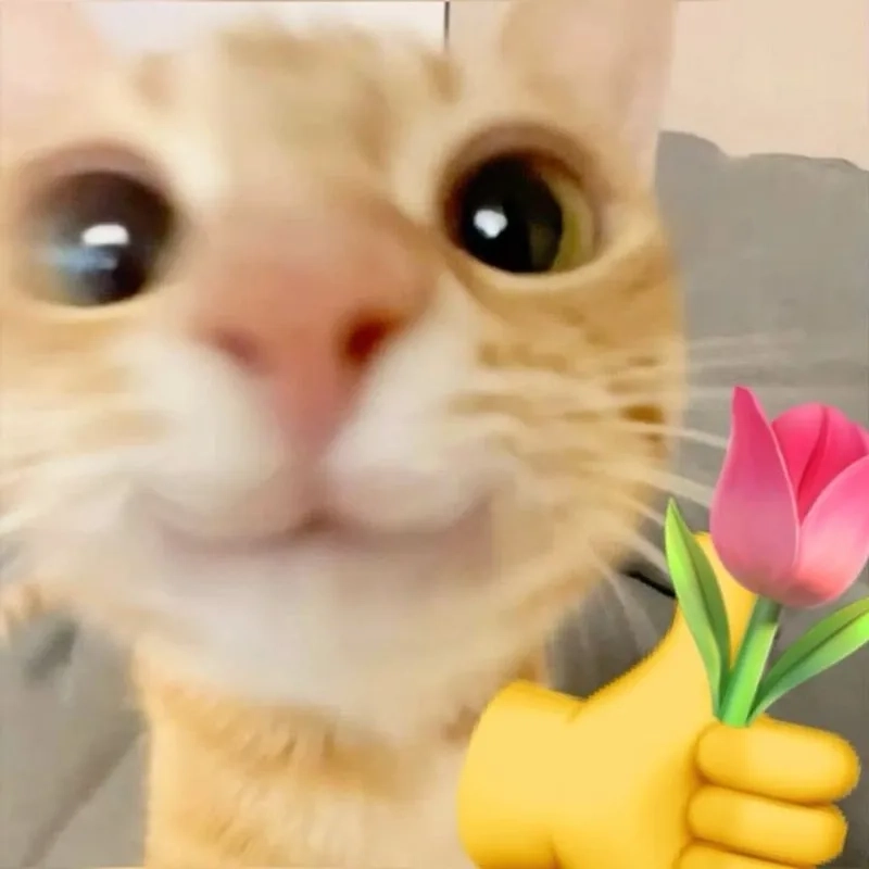 Đốn tim đối phương bằng sự ngây thơ của meme mèo tặng bông