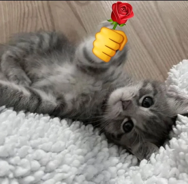 Không thể chối từ trước sự dễ thương của cute meme tặng hoa này