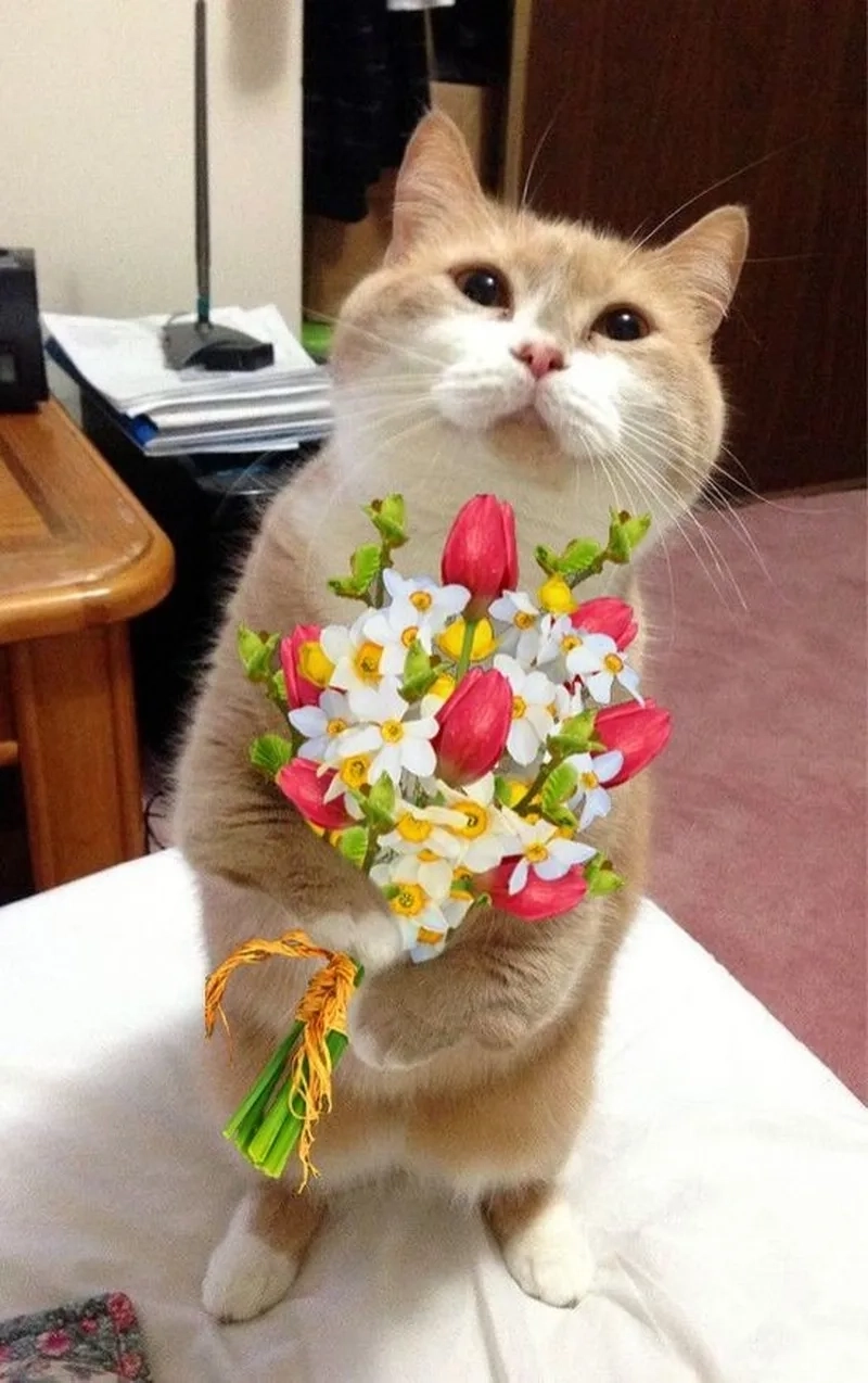 Sự kết hợp hoàn hảo giữa lãng mạn và hài hước trong meme mèo tặng hoa hồng