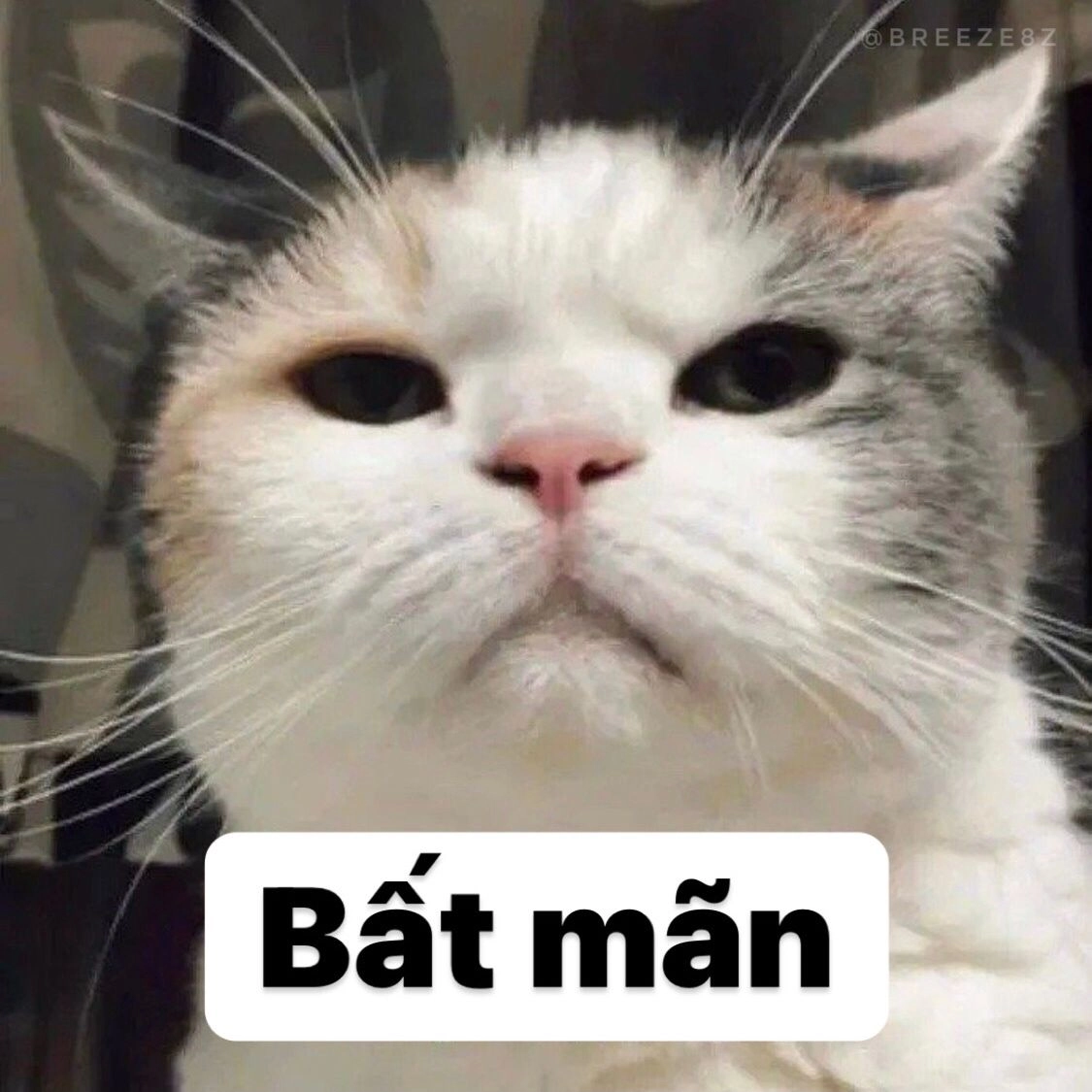 Chế ảnh cực vui với template ảnh mèo meme hài độc lạ