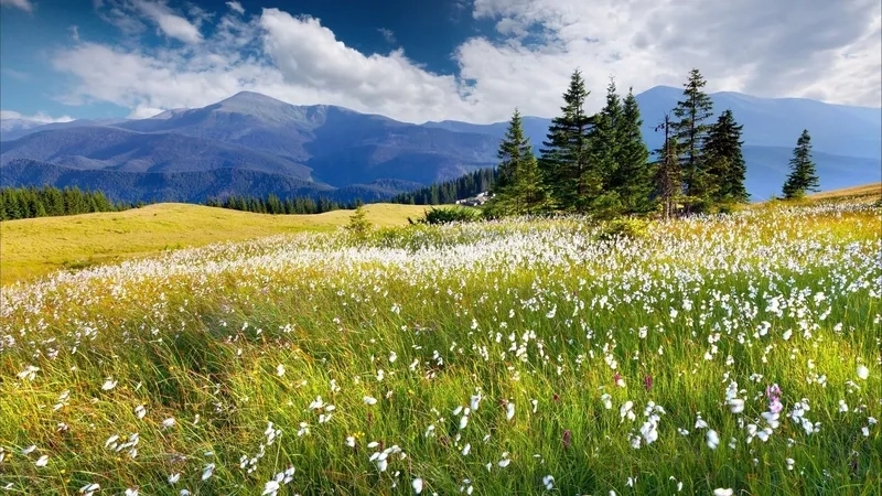 Thay áo mới cho máy tính với hình nền cảnh mùa xuân 4K sắc nét