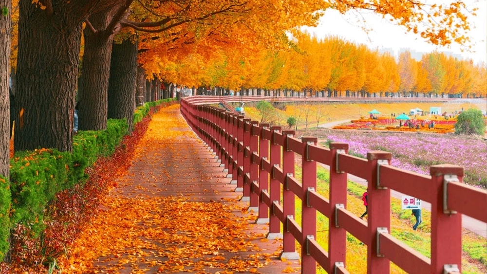 Sắc vàng rợp trời tuyệt đẹp trong những tấm ảnh phong cảnh lá vàng mùa thu